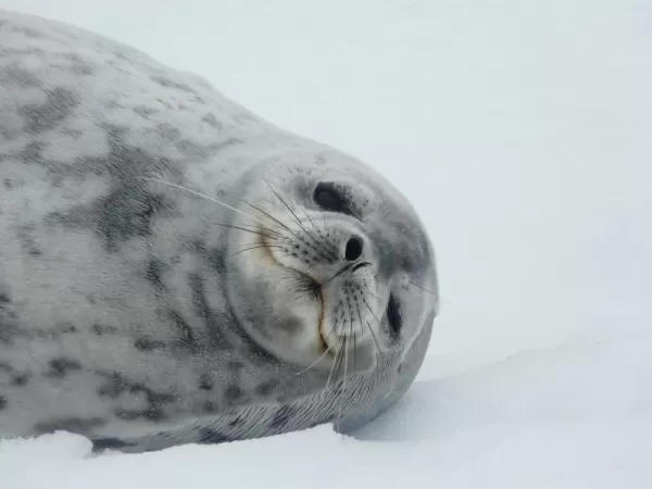 Seal in the arctic.