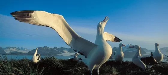 Albatross in the arctic.