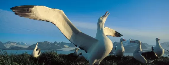Albatross in the arctic.