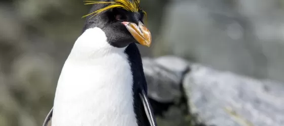 Southern Rockhopper Penguin.