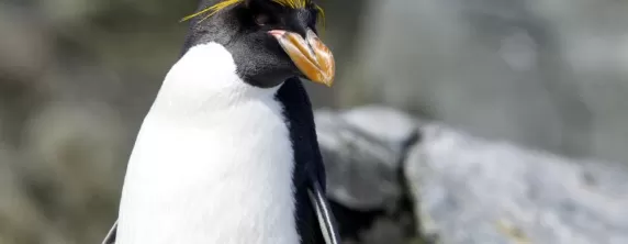 Southern Rockhopper Penguin.