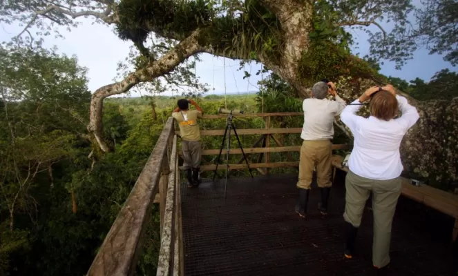 Watch for wildlife in the rainforest canopy at Sacha Lodge