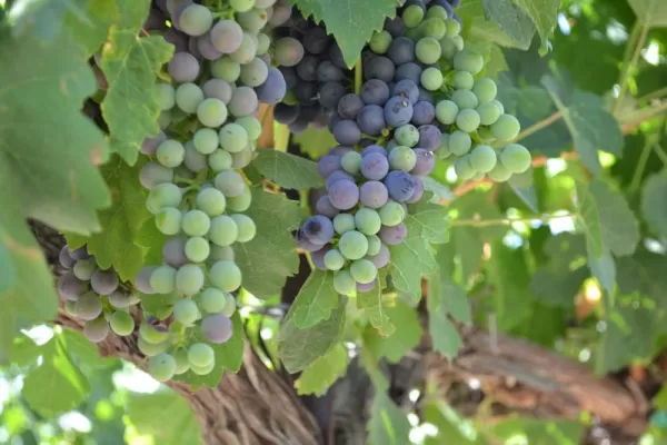 Grapes from a local winery.