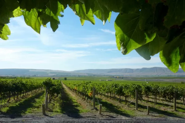 Vineyards as far as the eye can see.