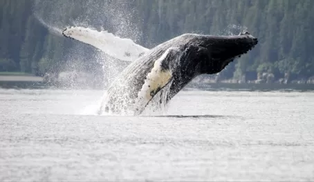 Humpback whale in Alaska.