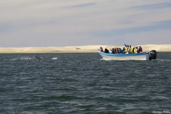 Whale watching while out in a motorboat.