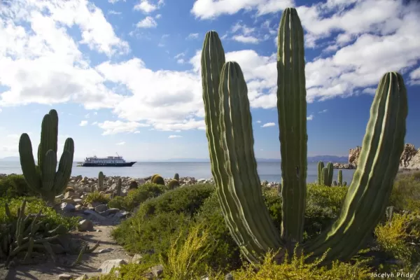 Large cacti on the coast of Mexico.