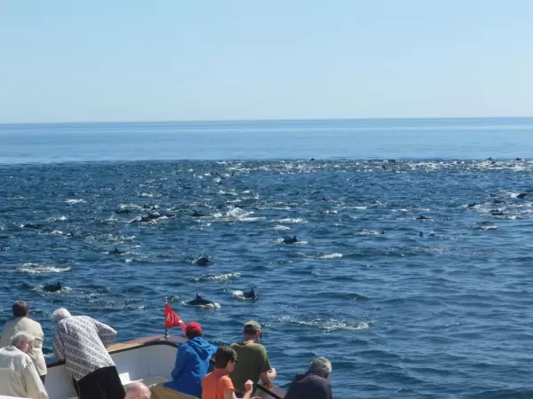 A large school of dolphins off the bow a the boat.