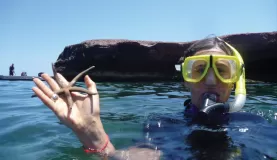 Collected a starfish while snorkeling.