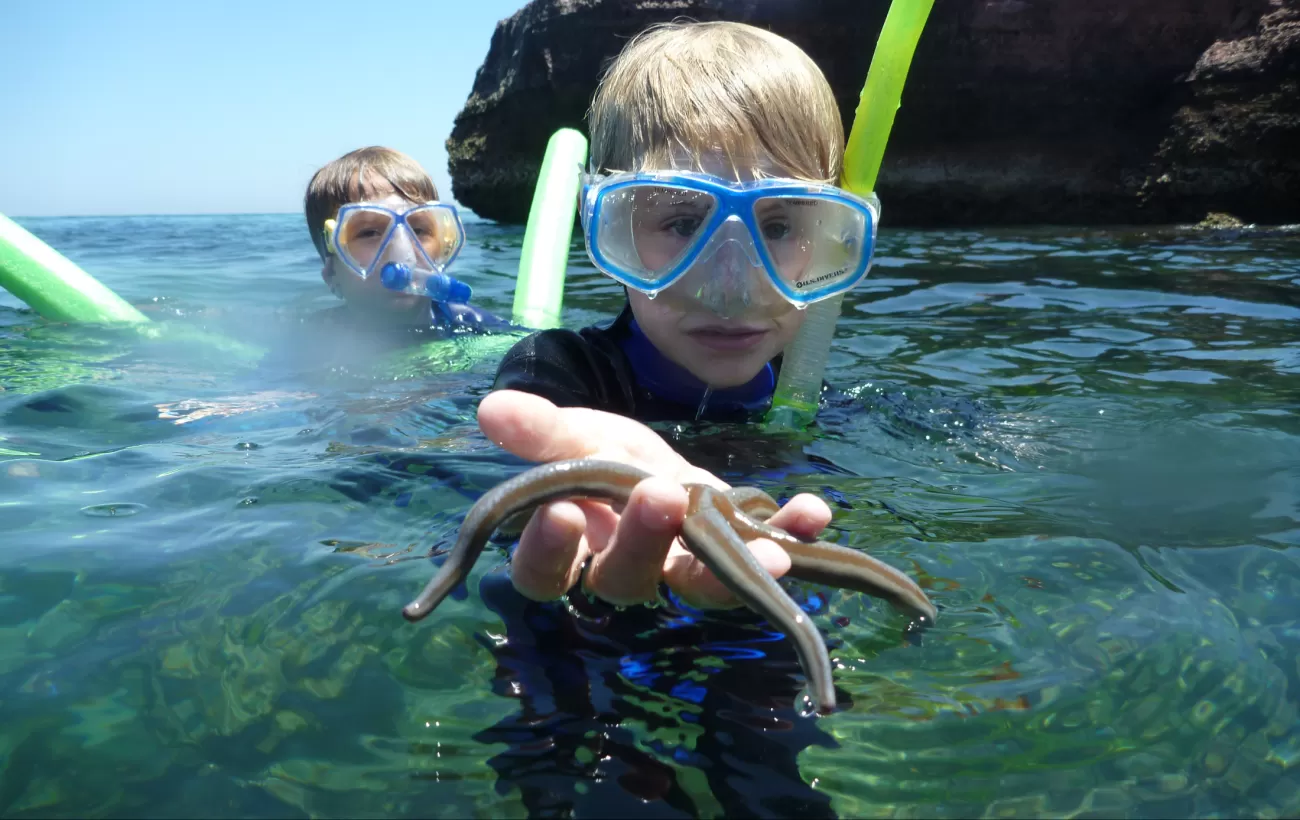 Kid finds a starfish while snorkeling.