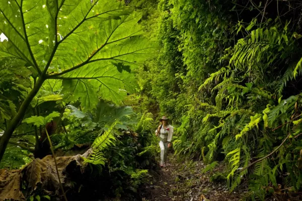 Hiking through the lush forest on Robinson Crusoe Island