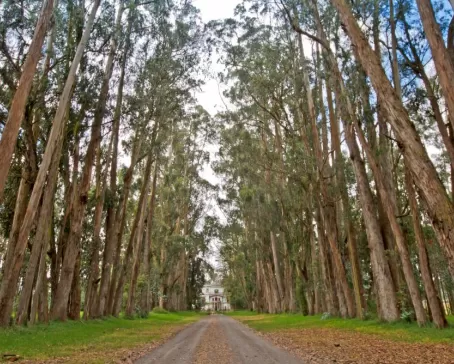 Old-growth trees line the path to the main house of Hacienda La Cienega