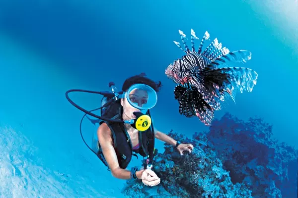 Lionfish swimming around a diver.