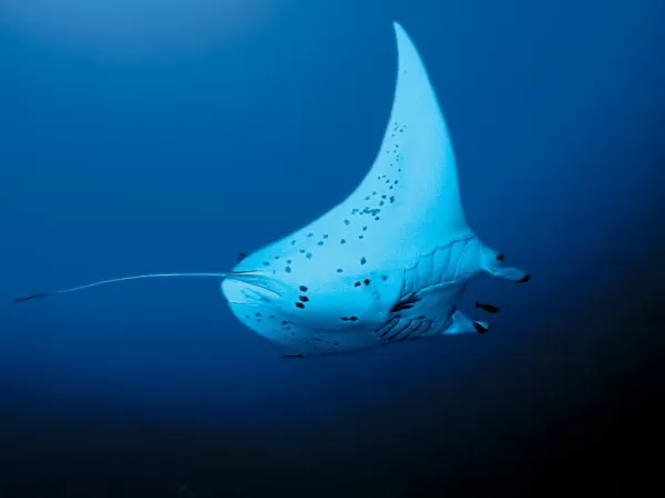 Witness a stingray while scuba diving.