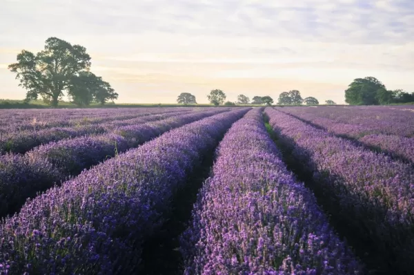 Lavender as far as the eye can see