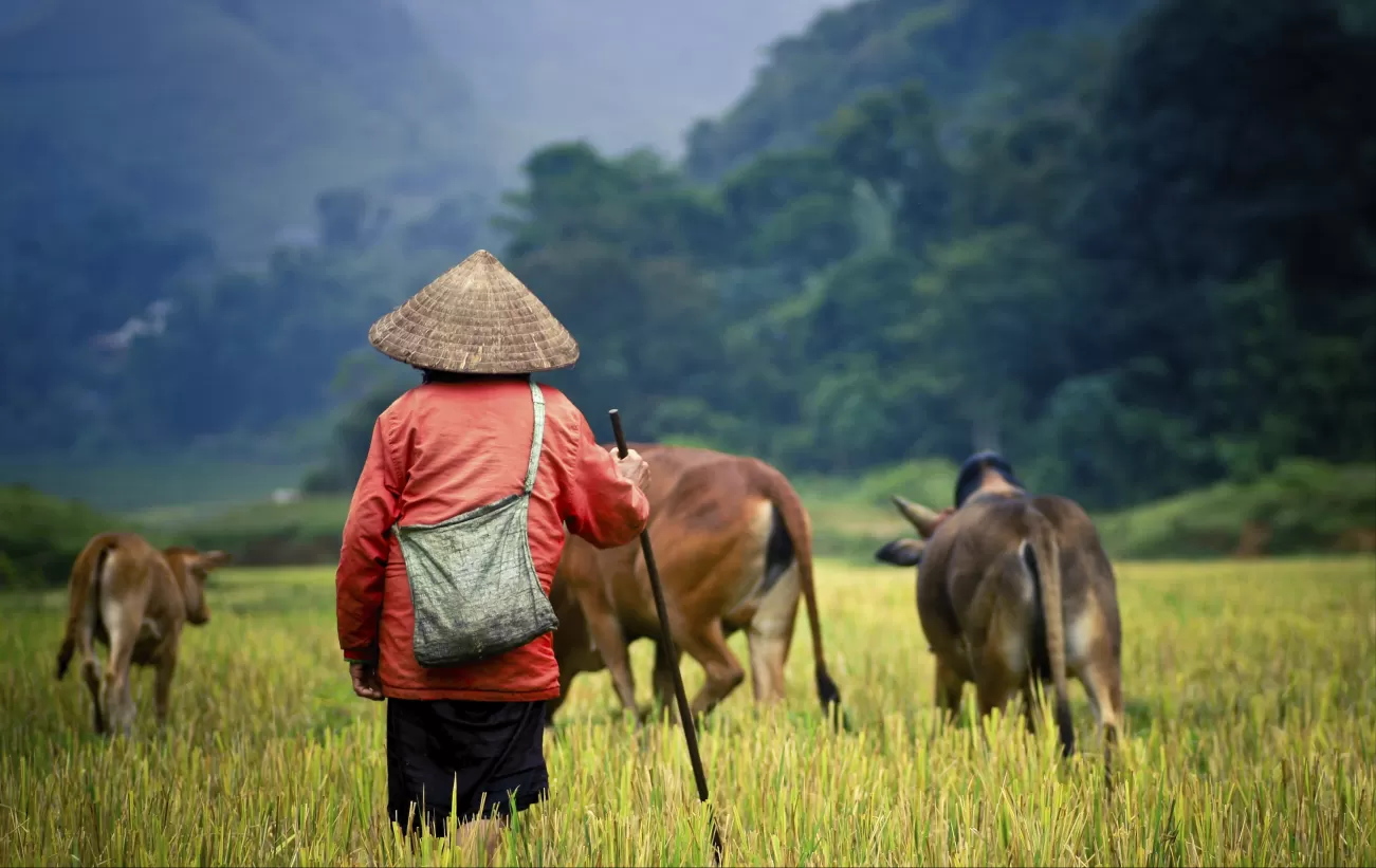 Local moving cattle through the fields