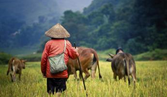 Local moving cattle through the fields