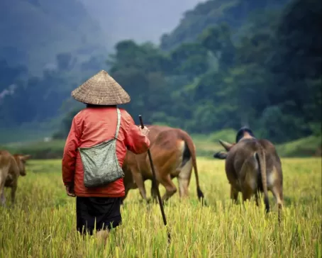 Local moving cattle through the fields