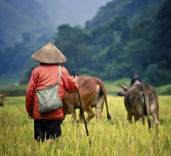 Local moving cattle through the fields
