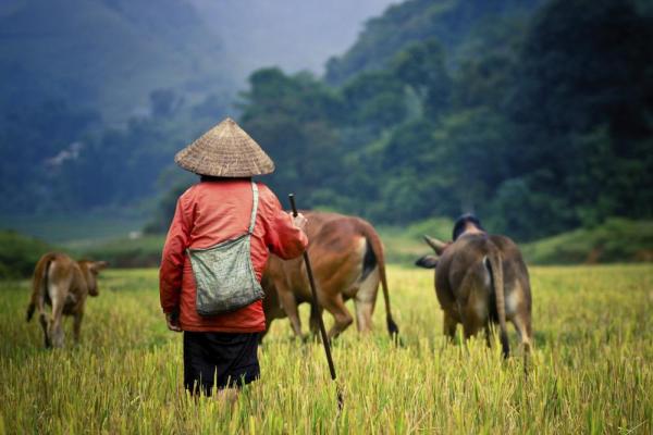 Local moving cattle through the fields