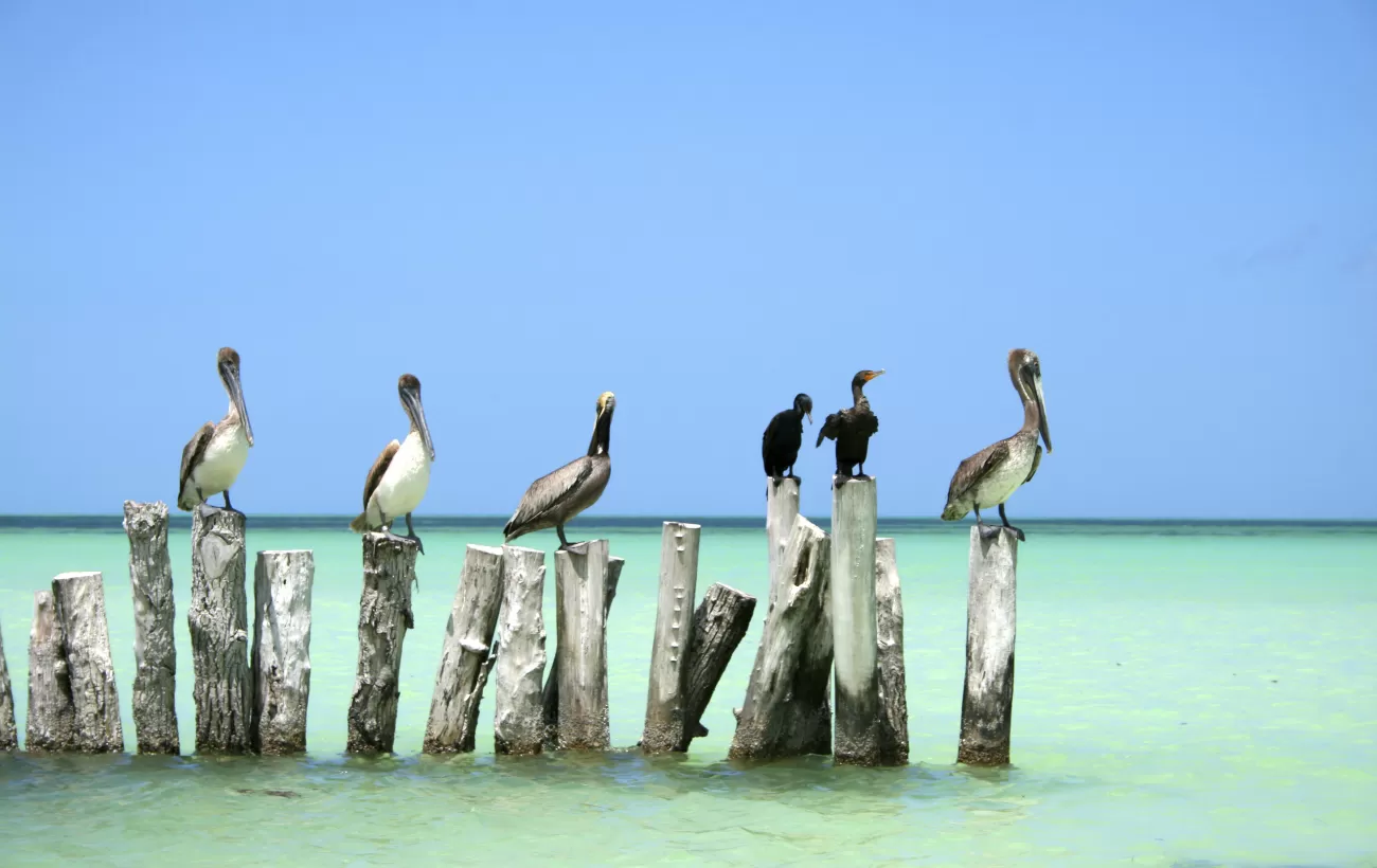 Pelicans hanging out in the ocean