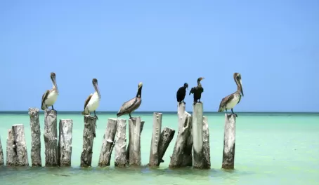 Pelicans hanging out in the ocean