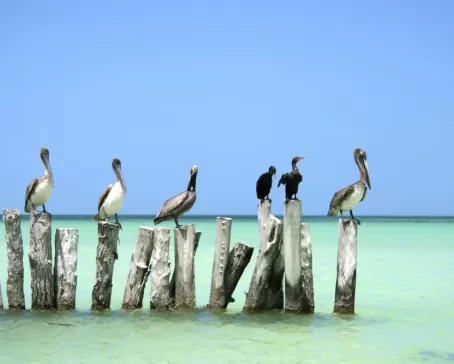 Pelicans hanging out in the ocean