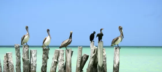 Pelicans hanging out in the ocean