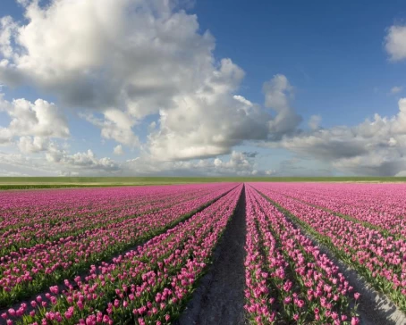 An endless tulip field
