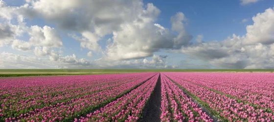 An endless tulip field