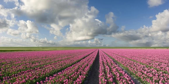 An endless tulip field