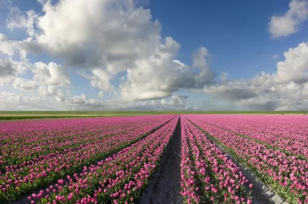 An endless tulip field
