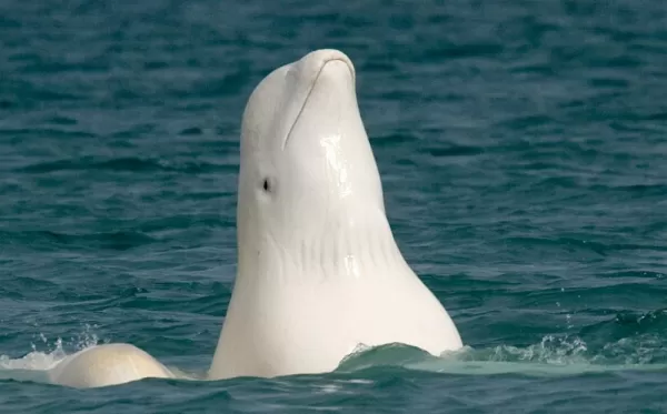 Encounter the shy beluga whale at Arctic Watch