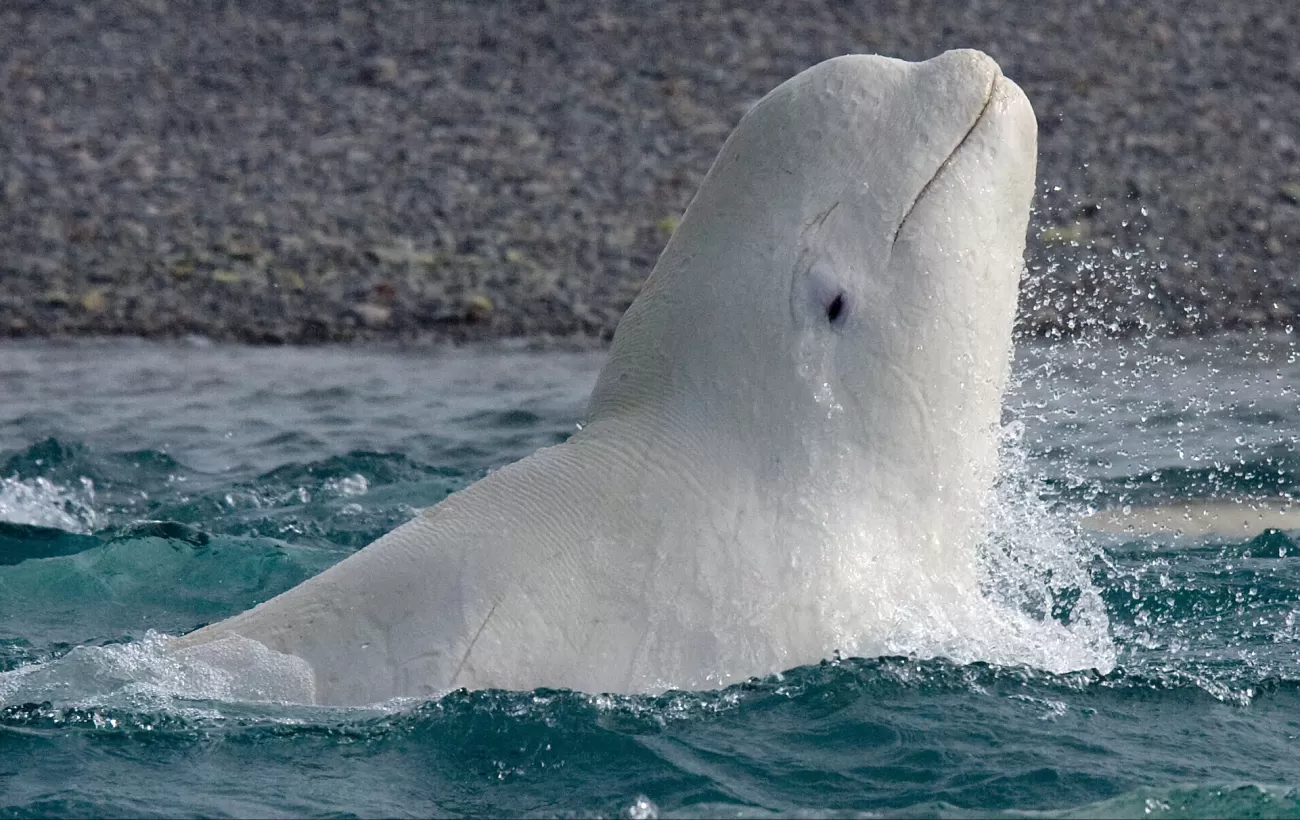 A beluga whale breaks the surface by Arctic Watch