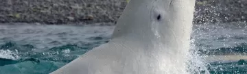 A beluga whale breaks the surface by Arctic Watch