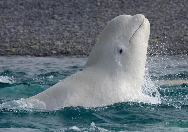A beluga whale breaks the surface by Arctic Watch