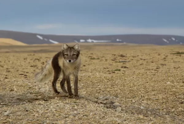 An Arctic fox wanders across the tundra