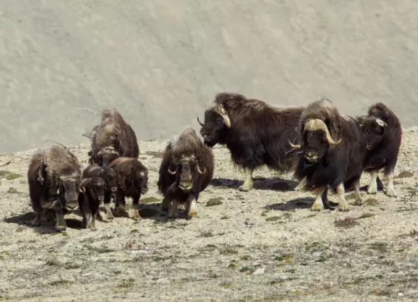 View herds of muskox during your stay at Arctic Watch