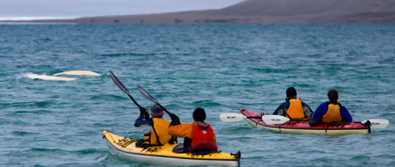 Sea kayak with beluga whales during your stay at Arctic Watch Wilderness Lodge