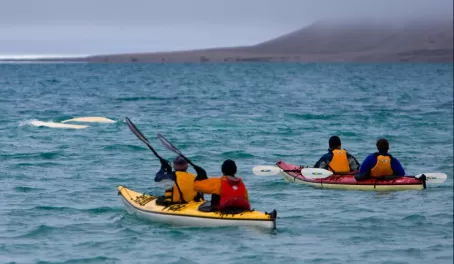 Sea kayak with beluga whales during your stay at Arctic Watch Wilderness Lodge