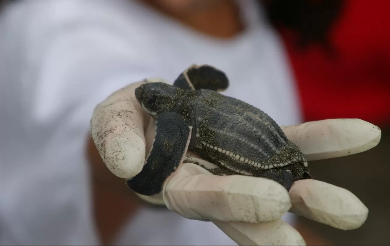 Holding a baby sea turtle