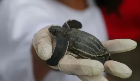 Holding a baby sea turtle