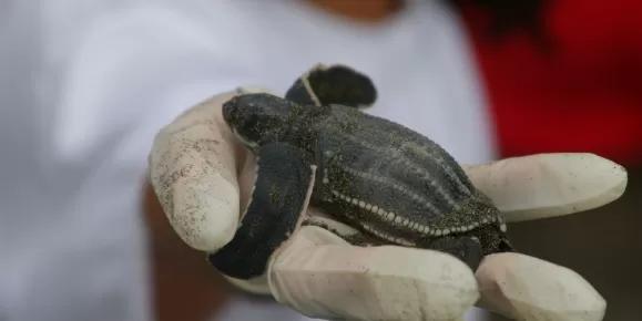 Holding a baby sea turtle