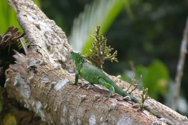 Iguana in the Costa Rican rainforest