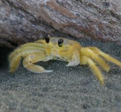 Yellow crab found on the beach