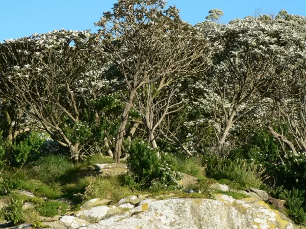 Tree cover on the islands of New Zealand.
