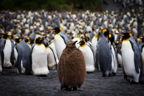 Baby penguin stands in the middle of hundreds of penguins.