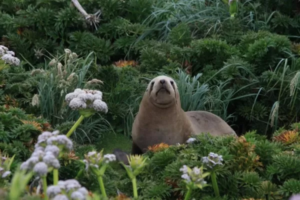 Seal hides amongst the unique plant life.