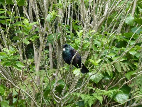 The Tui can be found on the island of Raoul.