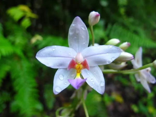 Orchids of the South Pacific.